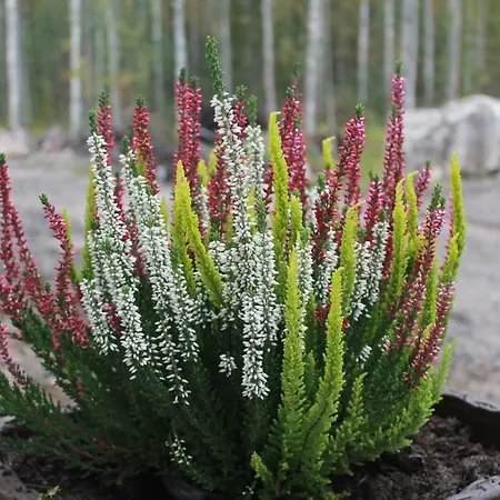 Lomamökit Koivuniemi Kolin kylä