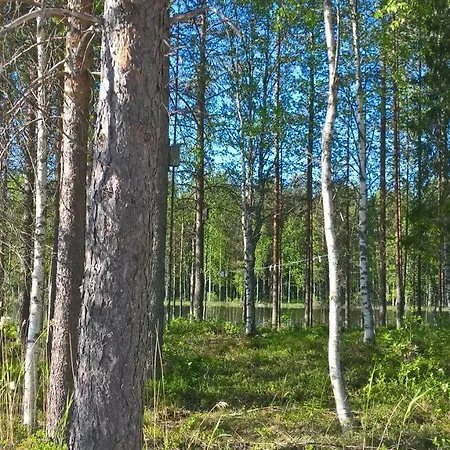 Lake Koivuniemi Koli (Lieksa)